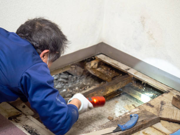 Best Residential Mold Remediation in Grantville, GA