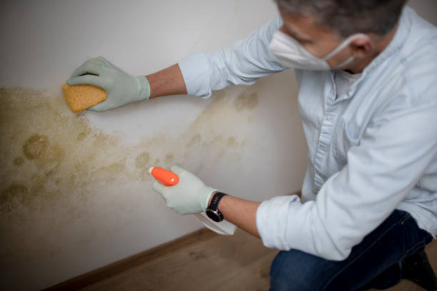 Best Kitchen Mold Remediation in Grantville, GA