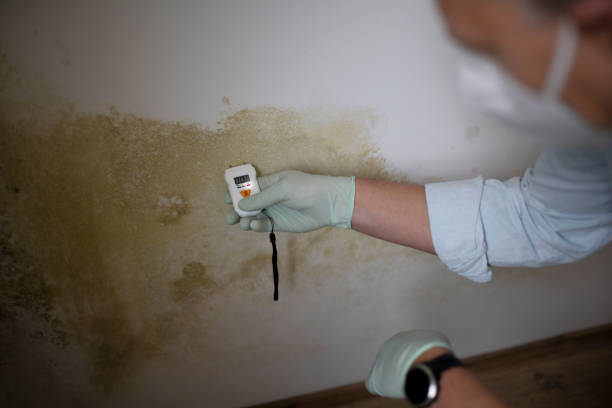 Best White Mold Remediation in Grantville, GA