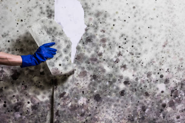 Best Basement Mold Remediation in Grantville, GA